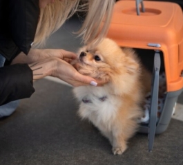 Regras para o transporte de pets em avião